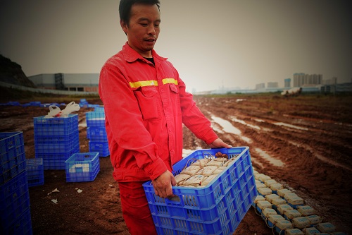 1605502287657737.jpg 图六:端着一篮节点仪,心里十分愉快.JPG