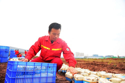 1605502306768315.jpg 图七:将节点仪一个一个插在土地上,等待APP扫描二维码进行工作.jpg