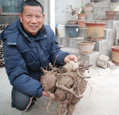 巨型何首乌