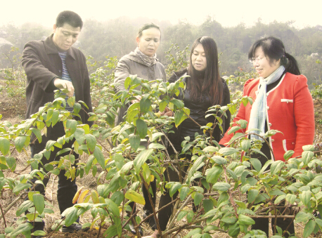 ●林财英（左三）在金银花基地