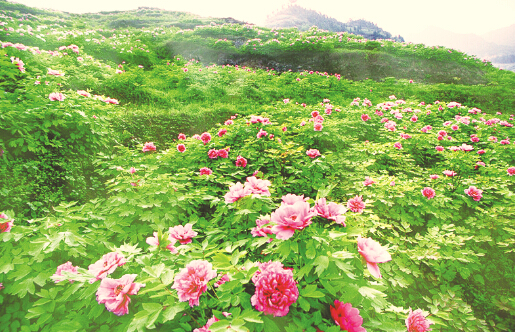 垫江牡丹文化节邀您“与花相约”