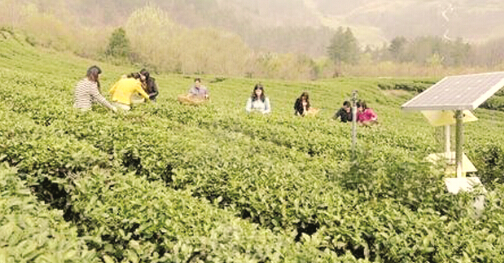 荆山锦绣茶飘香