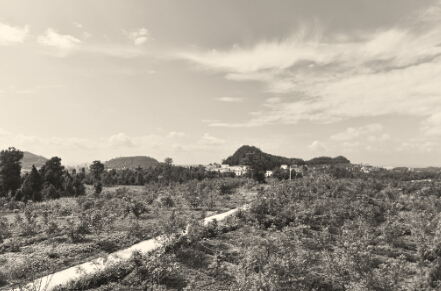 巴中市恩阳区九镇乡钟山寨村千亩核桃产业示范基地