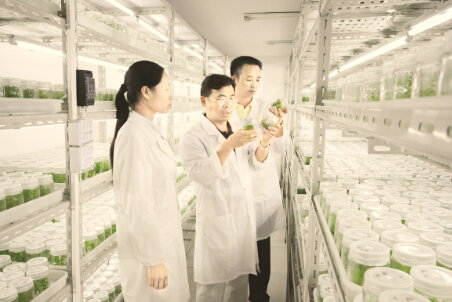 ●贵州科学院聂飞研究员（中）、廖优江高级工程师（右）、王平红工程师（左）认真研究蓝莓组培技术