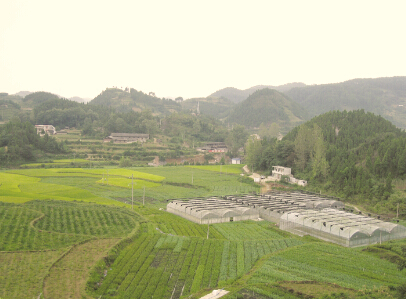 ●贵州利用荒山荒坡种植的生态蓝莓园