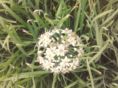 韭菜花