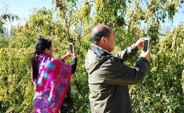 知名大V若羌行，为楼兰文化·红枣节点赞！ 