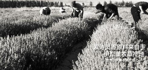 紫苏丽人：芳香产业链传播薰衣草文化