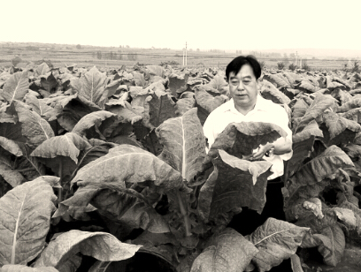 伊川烟叶长势喜人丰收有望