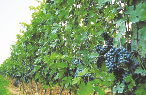 ●酿酒葡萄基地