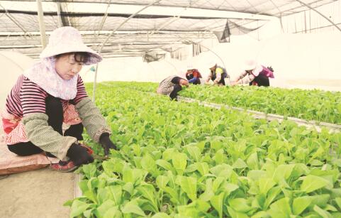繁殖烟蚜茧蜂