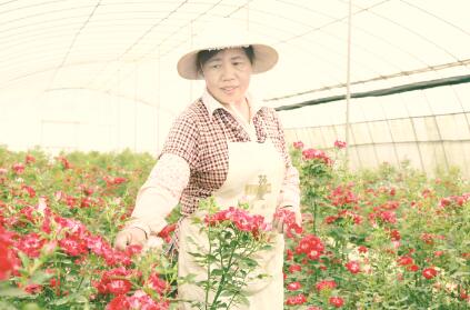 ●兴龙合作社工人在采摘种植的花卉