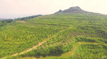 ●石堤镇油茶基地