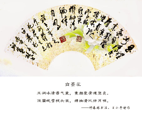 《白茶花》