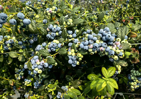 1765176987158247.jpg 4.jpg